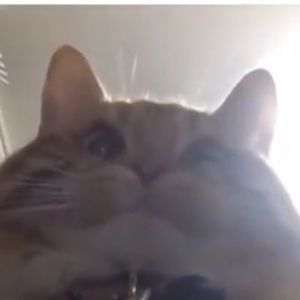 Meet your Posher, Owo